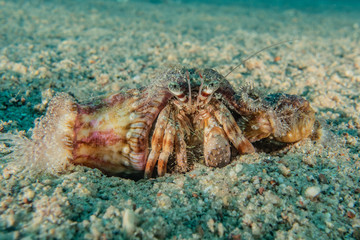 Crab in the Red Sea Colorful and beautiful, Eilat Israel