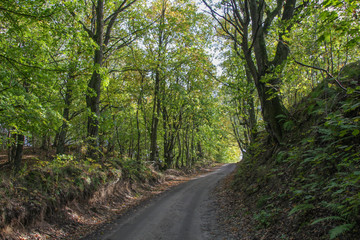 The road in the forest.