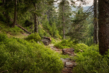 Footpath through Natural Forest of Krkonose mountains, Czechia