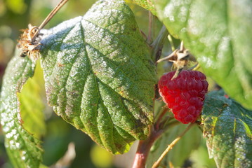 raspberry covered with first frost