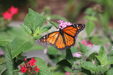 Schmetterling