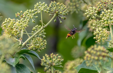 Une abeille butine