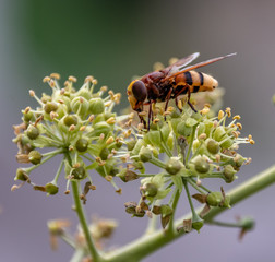 Une abeille butine