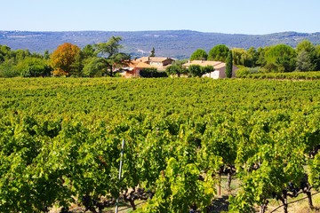 Fototapeta na wymiar View on valley with vines after harvest and typical French farm house of vineyard in autumn sun - Gordes, Provence, France