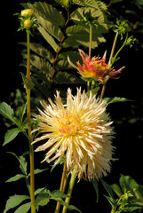 pretty multicolor flowers of dahlia plant in a garden