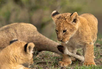 Lions cubs playing at Masai Mara grassland, Kenya