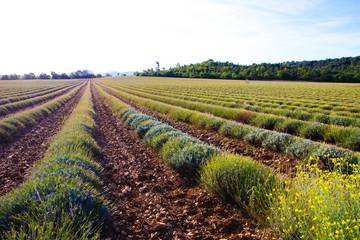 Plakat View on lavender plants in a row after harvest in autumn - Provence, France