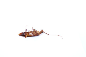 Cockroach on a white background