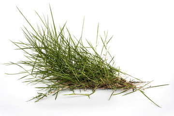 Grass with isolated white background