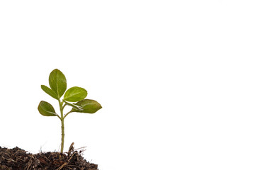 Seedlings white background.