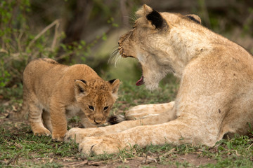 Fototapeta na wymiar Lioness with her cub at Masai Mara, Kenya