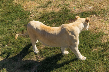 Obraz premium Adult lioness in the zoo quietly walks in the enclosure.