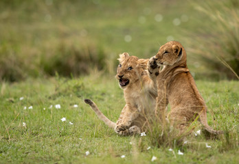 Fototapeta na wymiar Lion cubs playing in Savannah, Masai Mara, Kenya