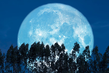 super sturgeon moon on red night sky back silhouette pines