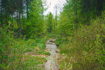 Small brook in a large green forest