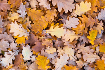 Fototapeta na wymiar Background of fallen oak leaves on a Sunny day in autumn close-up.