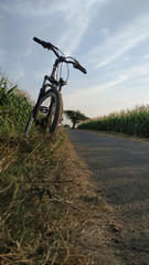 Fototapeta na wymiar mountain bike on the road near the corn field at afternoon