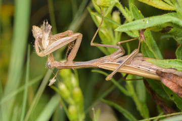 Brown Praying mantis devouring a moth overnight.