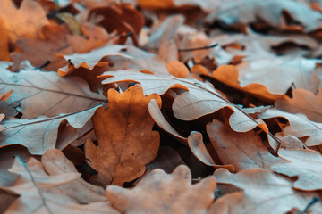 Background of fallen oak leaves on a cloudy autumn day.