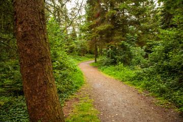 Fototapeta na wymiar Path through a forest