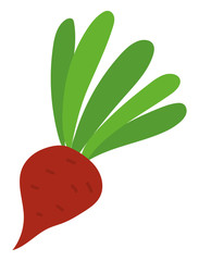 Harvesting vegetable, ripe beet with leaves, agricultural product. Harvest festival in Europe, seasonal food, card with vegetarian symbol, root. Vector illustration in flat cartoon style