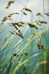 Wind blowing through flower grass at the top of mountains