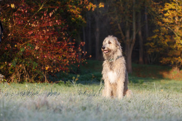 Irischer Wolfshund im bunten Herbst