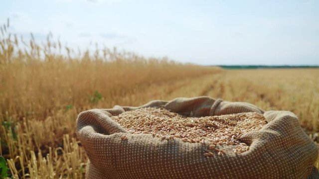 Natural grains of wheat in a bag. Ingredients for baking homemade bread. Harvesting cereals. Agricultural, price change and export concept.