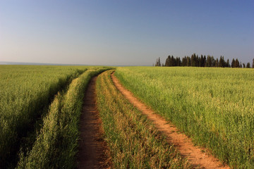 Fototapeta na wymiar Dirt, country road in the field