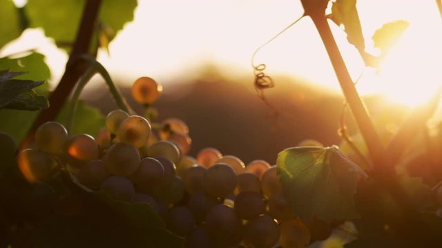 Grapevine with yellow grapes at sunset, dolly shot