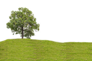 Fototapeta na wymiar tree on the grass with isolated background