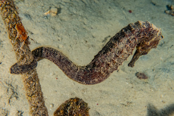 Hippocampus Sea ​​horse in the Red Sea Colorful and beautiful, Eilat Israel