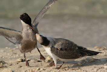 White-cheeked tern feeding her chick at Busaiteen coast