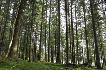 Stroll in the forest, Scandinavia