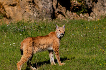 a boreal lynx resting in a green meadow
