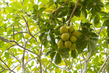 The green Sterculia foetida tree, which the seeds can be used as medicine. And is also a local herb of Thailand