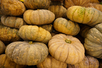 group of pumpkins pale gloomy color close-up lie tight on the stand