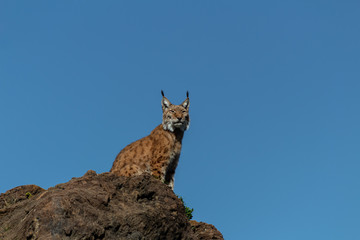 a boreal lynx resting in a green meadow