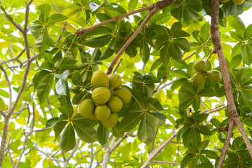 Herb Green Sterculia foetida on tree The seeds can be used in medicine.
