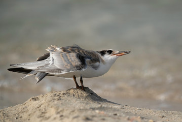 White-cheeked tern stretching its wings, Bahrain