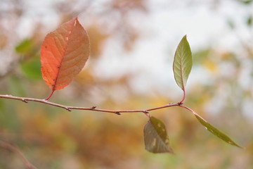 autumn leaves on tree