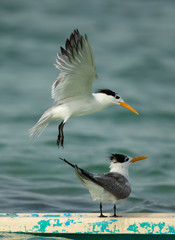 Obraz premium A Greater Crested Tern flying above another to find space to perch, Bahrain