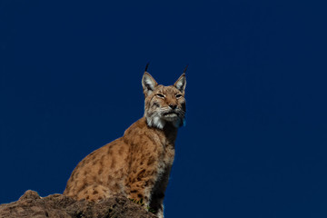 a boreal lynx resting in a green meadow