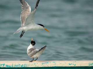  A Greater Crested Tern flying above another to find space to perch, Bahrain