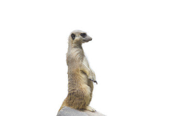 Meerkat with white background