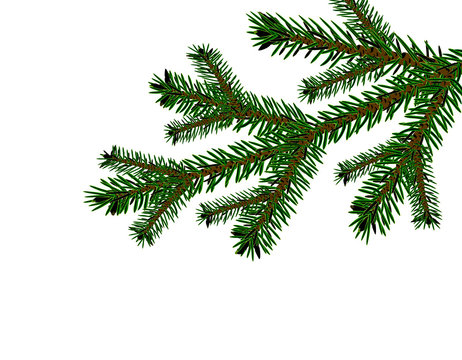 Christmas, New Year. Cards, business cards, invitations. Realistic Christmas tree branch in green. illustration