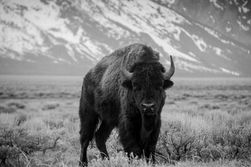 Buffalo portrait in front of mountains 