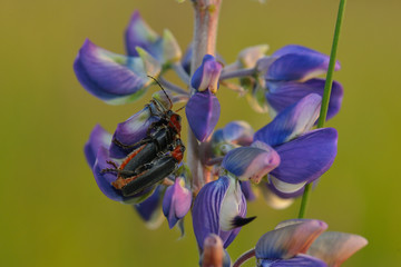 Gemeiner Weichkäfer (Cantharis fusca) bei der Paarung