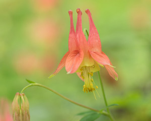 portrait of beautiful wild columbine with beatuifully blurred blossoms in background