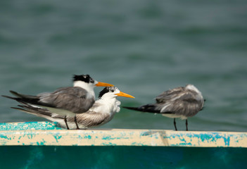  Greater Crested Tern perched on a boat at Busaiteen coast, Bahrain